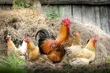Ptasia grypa. Strefa zakażenia w trzech powiatach