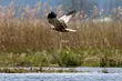 To najmłodsza forma ochrony przyrody w Polsce. Europejski Dzień Sieci Natura 2000 