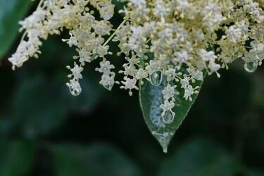 Podlasie. Deszcz i burze przemieszczają się w kierunku północno-wschodnim 