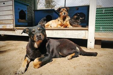 Schronisko nie próżnuje. Wolontariusze poszukiwani