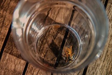 Światowy Tydzień Alergii. W tym roku poświęcony anafilaksji