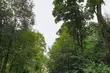 Las Solnicki uratowany? Sąd uchylił wniosek o wycinkę drzew pod lotnisko