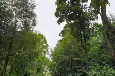 Las Solnicki uratowany? Sąd uchylił wniosek o wycinkę drzew pod lotnisko