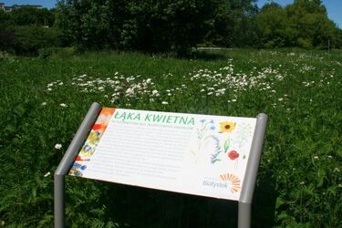 Wpływ łąk kwietnych. UwB szuka chętnych do badania psychologicznego