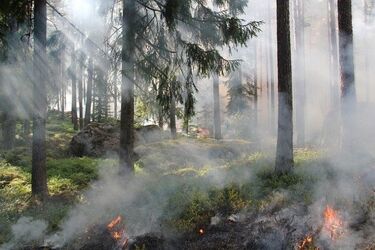 Strażnicy i strażacy w jednym. Pogranicznicy walczyli z ogniem