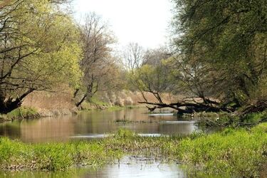 Turysta zaginął w Białowieży. Płetwonurkowie odnaleźli jego ciało w rzece
