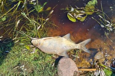 Trwa dotlenianie rzeki Supraśl. Czy przyducha ma wpływ na jakość wody w kranach?