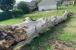 Bocianie gniazdo w Łyskach zostanie odbudowane