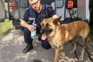 Wystraszony pies biegał przy ekspresówce