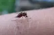 Jak pozbyć się komarów? Naturalne i domowe sposoby
