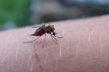 Jak pozbyć się komarów? Naturalne i domowe sposoby