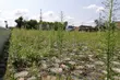 Otwierany z wielką pompą cmentarz ewangelicki to dziś pole chwastów i śmietnik na butelki