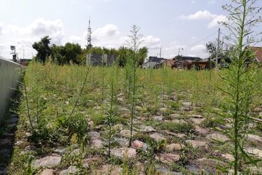 Otwierany z wielką pompą cmentarz ewangelicki to dziś pole chwastów i śmietnik na butelki