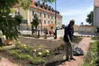 Zielona inicjatywa w Choroszczy. Przy magistracie posadzono ponad 300 roślin