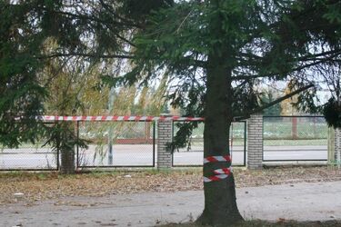 Podsumowanie lipca. Ile drzew w Białymstoku zostało wyciętych?