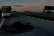 Na ekspresówkę wbiegł łoś, wprost pod koła autobusu