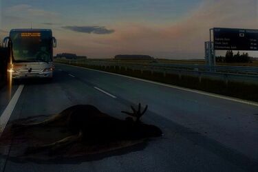 Na ekspresówkę wbiegł łoś, wprost pod koła autobusu