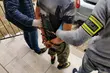 Pościg, kolizja pod komisariatem, samochód w rowie. To niektóre ostatnie wyczyny kierowców
