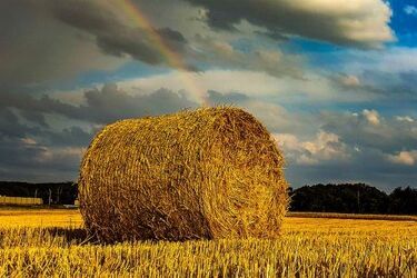 Dożynki wojewódzkie w Dąbrowie Białostockiej