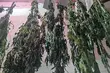 Ojciec i syn prowadzili rodzinny biznes. Założyli plantację konopii 