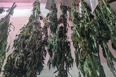 Ojciec i syn prowadzili rodzinny biznes. Założyli plantację konopii 