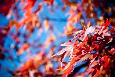 Początek tygodnia z przelotnym deszczem