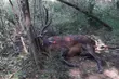 Kłusownicy w Puszczy Białowieskiej. Jeleń uwięziony był we wnykach