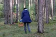 Grzybobranie może zakończyć się tragicznie. O czym warto pamiętać wybierając się do lasu?