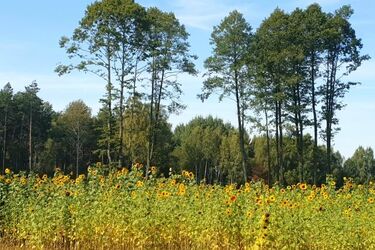 Ostatni weekend września. Czy pogoda w Białymstoku dopisze?