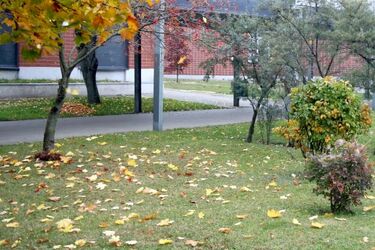 Liście na chodnikach. Nie sprzątniesz? Grozi 500 zł mandatu