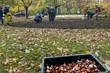 Posadzono 12 tys. czerwonych tulipanów. W szczytnym celu