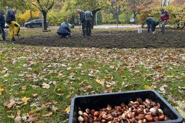 Posadzono 12 tys. czerwonych tulipanów. W szczytnym celu
