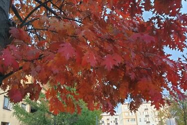 Kolejny dzień bez opadów. Będzie za to pochmurno