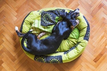 Legowiska dla psów ze schroniska. Rusza akcja "Nowe życie starych rzeczy"
