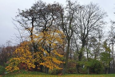 Półmetek tygodnia. Odczuwalna temperatura będzie dwukrotnie niższa