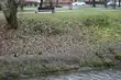 Przed nami pochmurna i mglista środa. Ile będzie stopni?