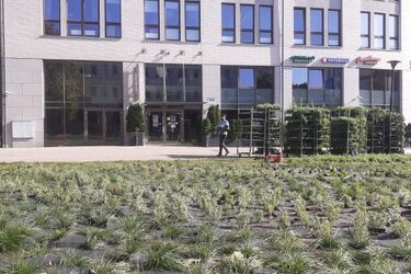 Aleja Bluesa będzie pełna kolorowych kwiatów. Posadzono 7 tys. sadzonek