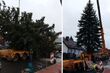 Prosto z wasilkowskiego ogródka. Świąteczny świerk przyjechał na Rynek Kościuszki