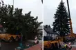 Prosto z wasilkowskiego ogródka. Świąteczny świerk przyjechał na Rynek Kościuszki