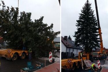 Prosto z wasilkowskiego ogródka. Świąteczny świerk przyjechał na Rynek Kościuszki