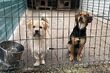 Pies to nie prezent. Schronisko wstrzymuje adopcje szczeniaków