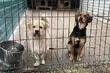 Pies to nie prezent. Schronisko wstrzymuje adopcje szczeniaków