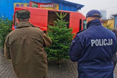 Nielegalna wycinka choinek. Policja kontroluje sprzedawane drzewka