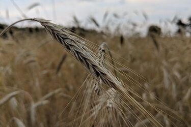PSL: "To był tragiczny rok dla polskich rolników". A nadchodzący nie zapowiada się lepiej