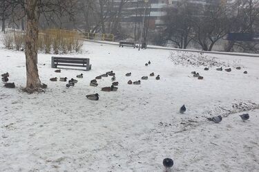 Mroźny początek tygodnia. Ile będzie stopni?