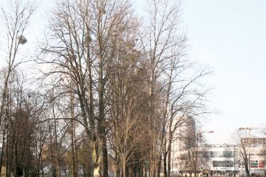 Półmetek tygodnia. Silny mróz nie odpuści