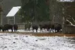 Trwa zimowa akcja dokarmiania żubrów