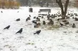 Zima atakuje - prognozowane są spore opady śniegu