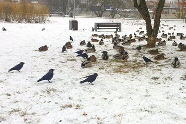 Zima atakuje - prognozowane są spore opady śniegu