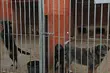 Mocne zarzuty pod adresem schroniska. Dyrektorka odpowiada
